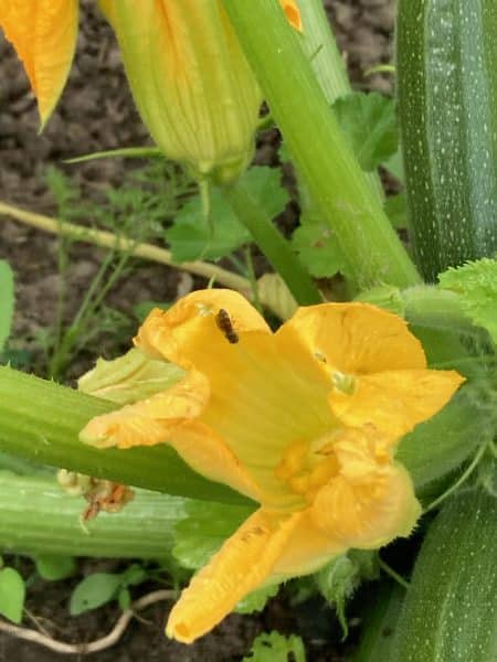 Lees meer over het artikel Courgette gazpacho