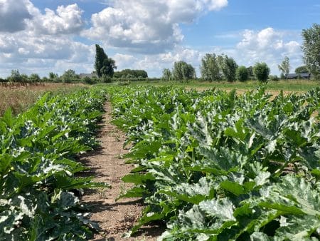 Lees meer over het artikel Pittige courgette in soja-sriracha marinade