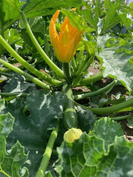 Lees meer over het artikel Courgette carpaccio