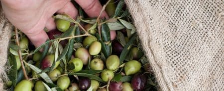 Lees meer over het artikel Epikouros: prijswinnende olijfolie uit het hart van de Peloponnesos